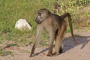 Male P. u. griseipesChobe National Park, Botswana