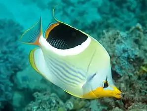 Saddle butterflyfishChaetodon (Rabdophorus) ephippium