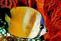 Sunburst butterflyfish, (sometimes placed in Lepidochaetodon)