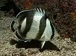 Banded butterflyfish (Chaetodon striatus)