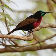 brownish sunbird with blackish head, glossy green on the crown and throat, and scarlet on the chest