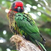 A green parrot with a red forehead, yellow streaks on the underside, and a brown underside