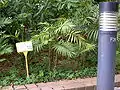 A specimen at Hong Kong Zoological and Botanical Gardens