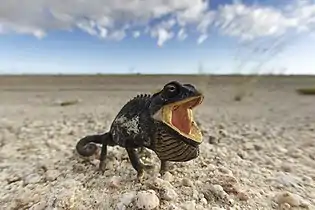 Namaqua chameleon showing threat display with dewlap