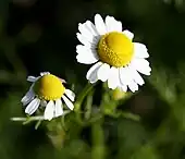 Camomile flower (matricaria chamomilla)