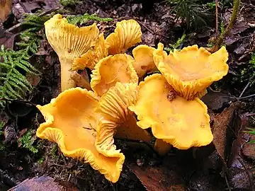 Chanterelles in the wild