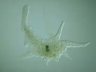 Naked amoeba, Chaos sp.