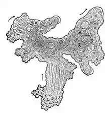 The single-celled giant amoeba has up to 1000 nuclei and reaches lengths of 5 mm (0.20 in).