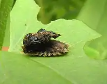 Charidotella sexpunctata, larva protected by fecal shield