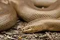 Charina type species; the northern rubber boa (C. bottae)