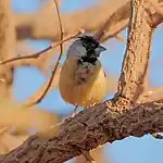 Coal-crested finch