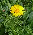 Crown daisy flower (Israel)