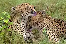 Two cheetahs licking each other