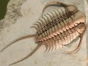 Fossil trilobite. Trilobites first appeared about 521 Ma. They were highly successful and were found everywhere in the ocean for 270 Ma.