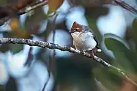 bird with a brown crest, white belly, and grey upperparts