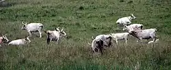 A number of Chillingham cattle grazing