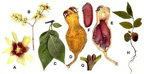 A&B: flowers; C: foliage; D: hypanthium; E: longitudinal section of hypanthium; F: fruit; G: terminal leaf buds; H: seedling