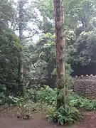 400- to 500-year-old trees in Nanhua Temple