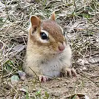 Eastern chipmunk peeking out of burrow