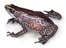 A Chiriqui harlequin frog, one of several recent amphibian extinctions.