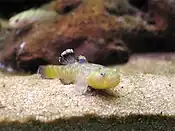 Desert goby