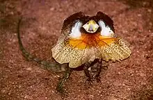 Frill-necked lizard.