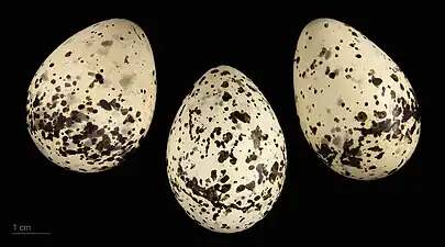 Eggs of Chlidonias hybrida