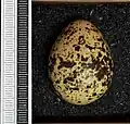 Egg in Museum Wiesbaden