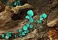 Green Elfcup or Green Wood Cup Chlorociboria aeruginascens, family: Chlorociboriaceae (photo: Holger Krisp)