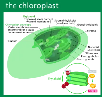 Structure of a typical higher-plant chloroplast. The green chlorophyll is contained in stacks of disk-like thylakoids.