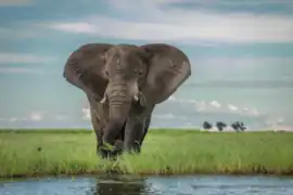 African elephant