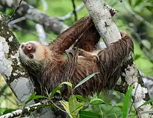 The two-toed sloth Choloepus hoffmanni