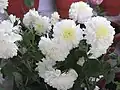 White Chrysanthemum × morifolium, designated imperial personal emblem of Kazuko