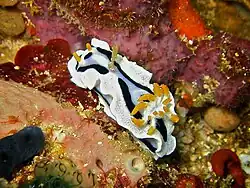 Chromodoris dianae