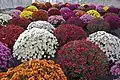 A chrysanthemum show