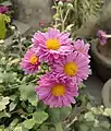 Purple Chrysanthemum