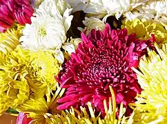 Mum - Chrysanthemum x morifolium