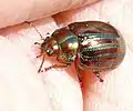 Rosemary beetle on hand