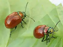 "Chrysolina polita"