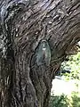 Cicada clinging to the bark of an eastern red cedar tree in Oklahoma