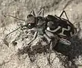 Cicindela tranquebarica