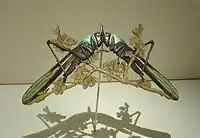 Cicadas, Museu Calouste Gulbenkian