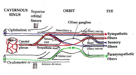 Pathways in the ciliary ganglion.