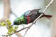 sunbird with green upperparts, brown wings and underparts, and maroon chest