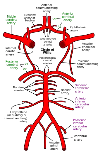 Diagram of the arterial circulation at the base of the brain.