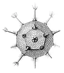 Circorrhegma dodecahedra with 20 (incompletely drawn) spines and 12 faces