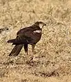 Western marsh harrier with prey, India