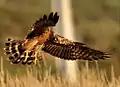 Montagu's harrier