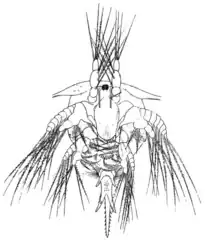 Nauplius with fronto-lateral horns