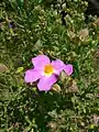 Cistus heterophyllus subsp. carthaginensis. Critically endangered cistus from Cartagena (Spain).